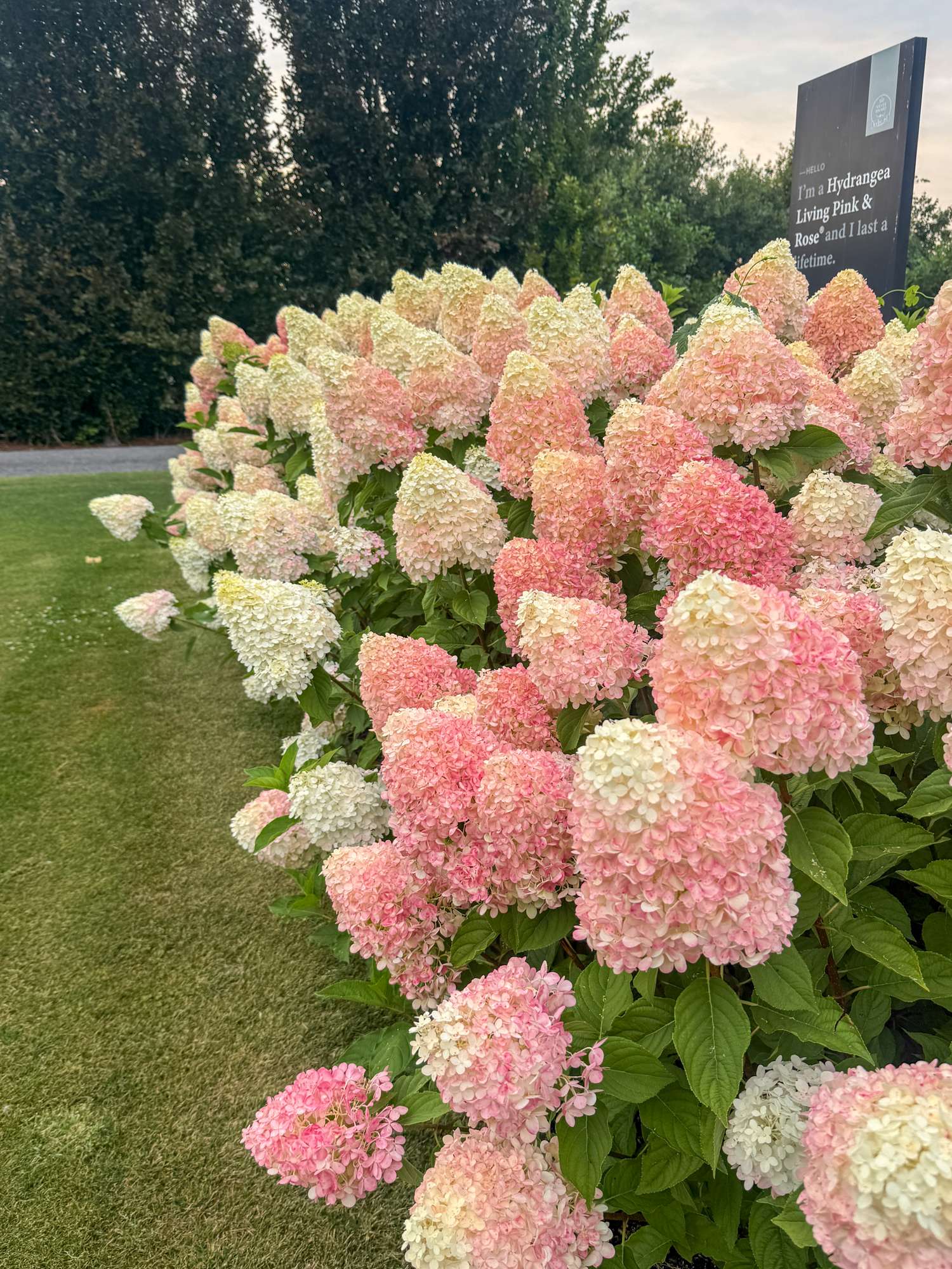 Hortensia 'Living Pink & Rose'